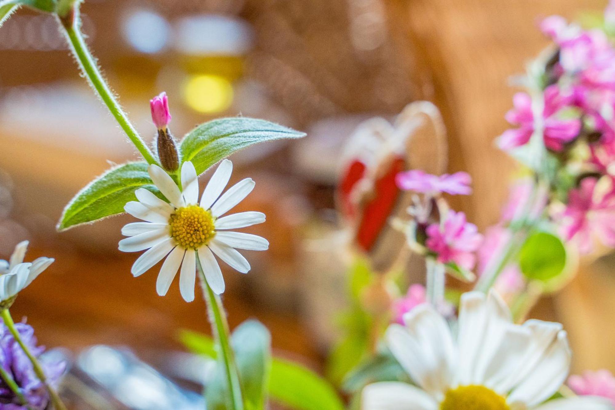 Eirl Dolomites Retreat Sappada Bed & Breakfast Luaran gambar